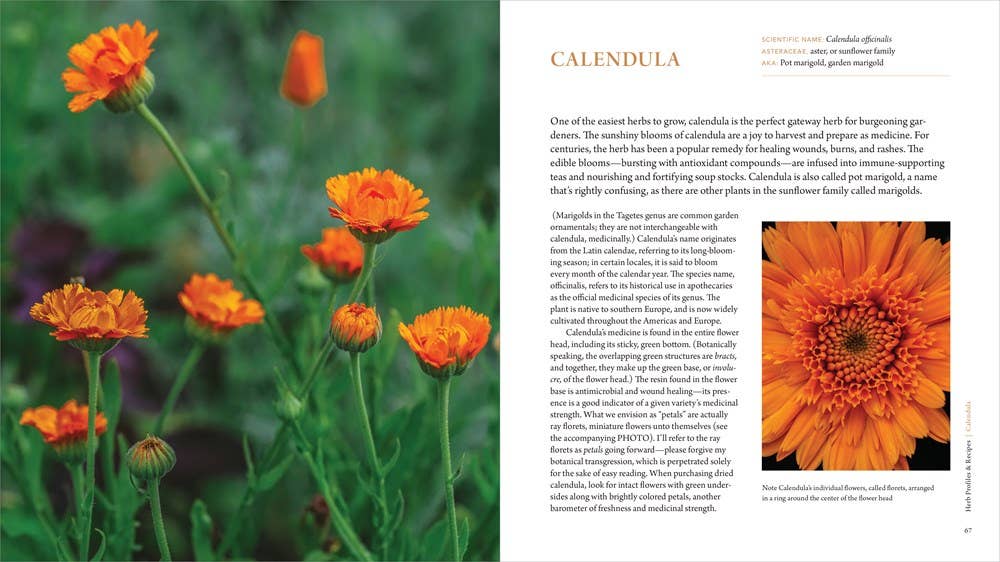 Healing Garden, The: Juliet Blankespoor